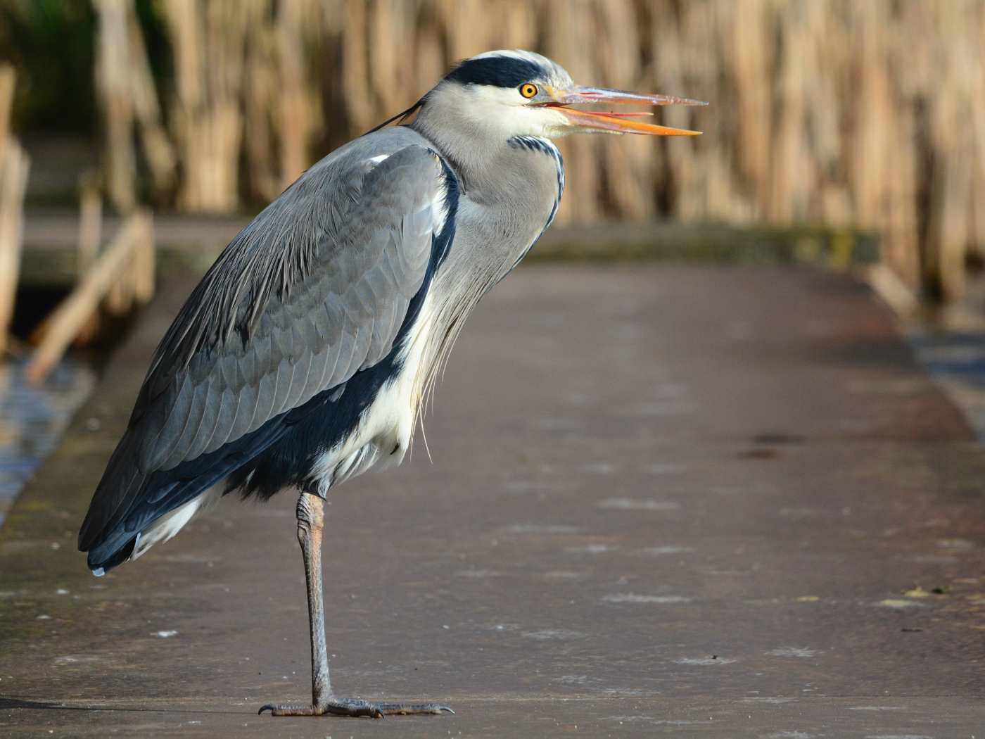 Серая цапля стоит на одной ноге