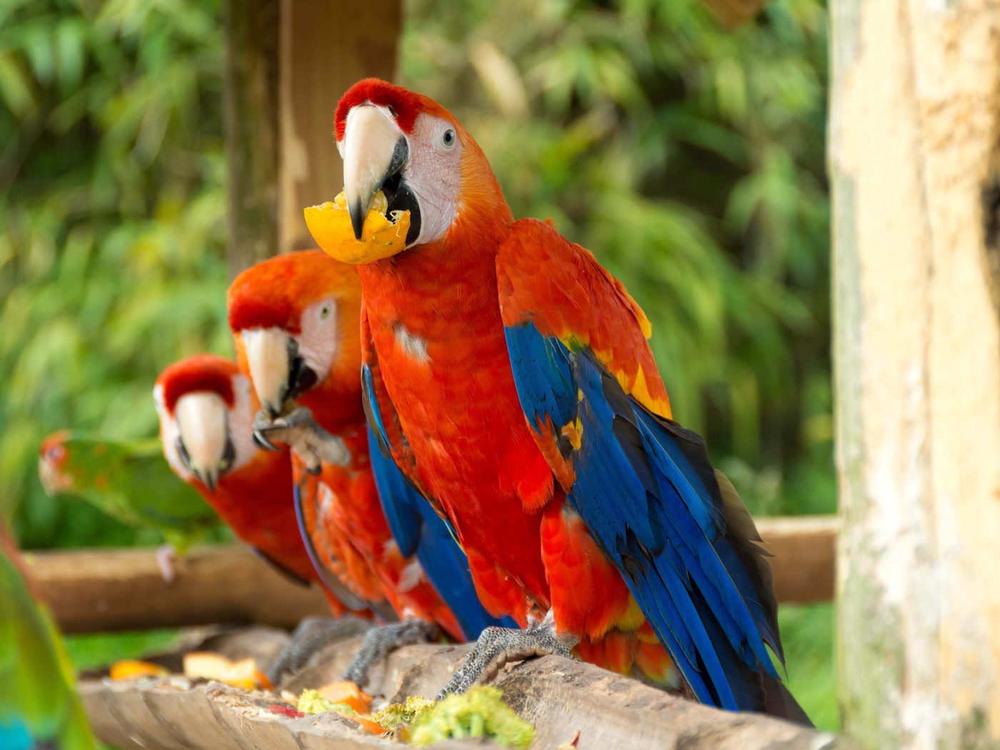 Три красных попугая ара сидит на ветке