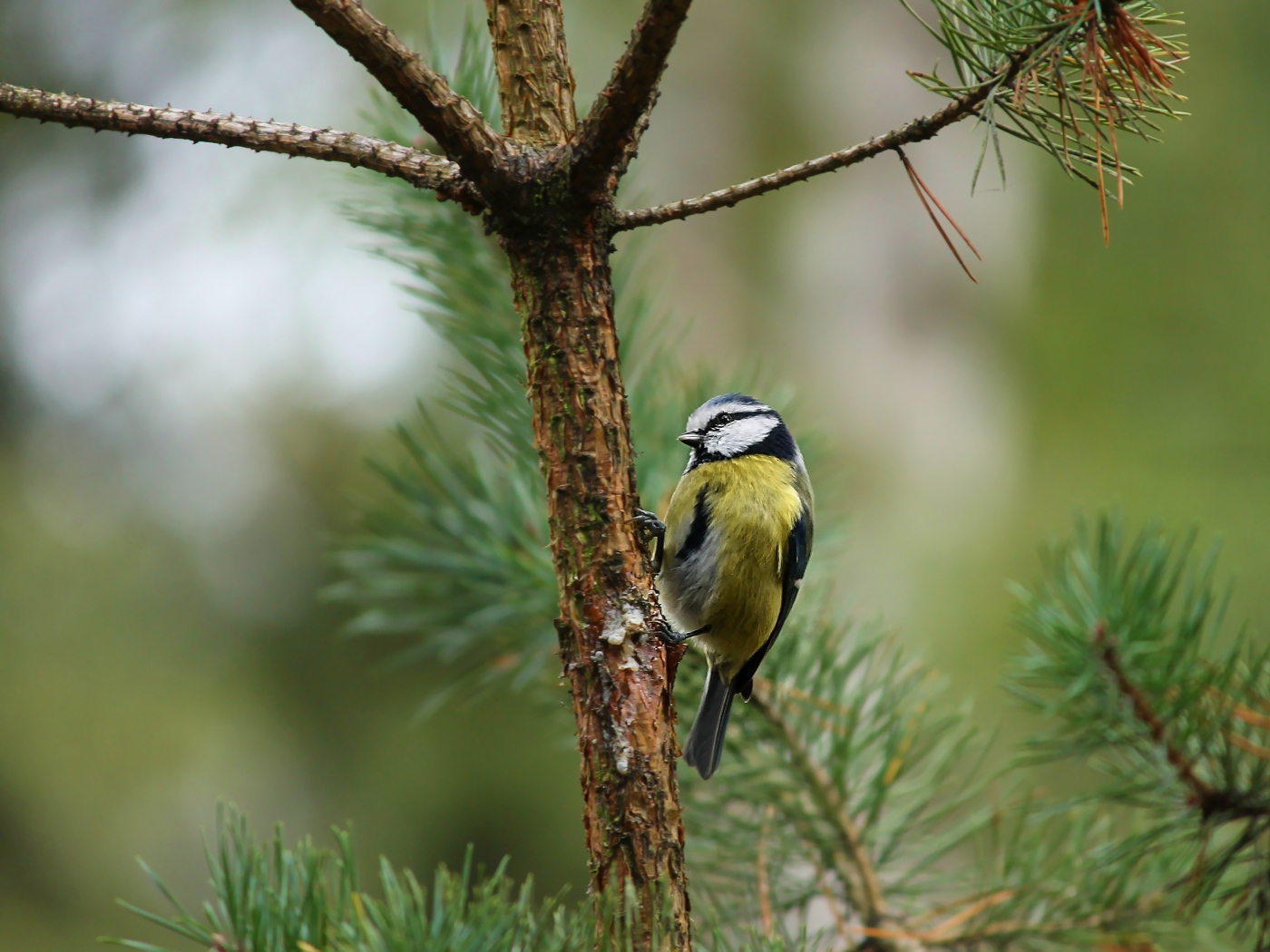 Синичка сидит на ветке сосны