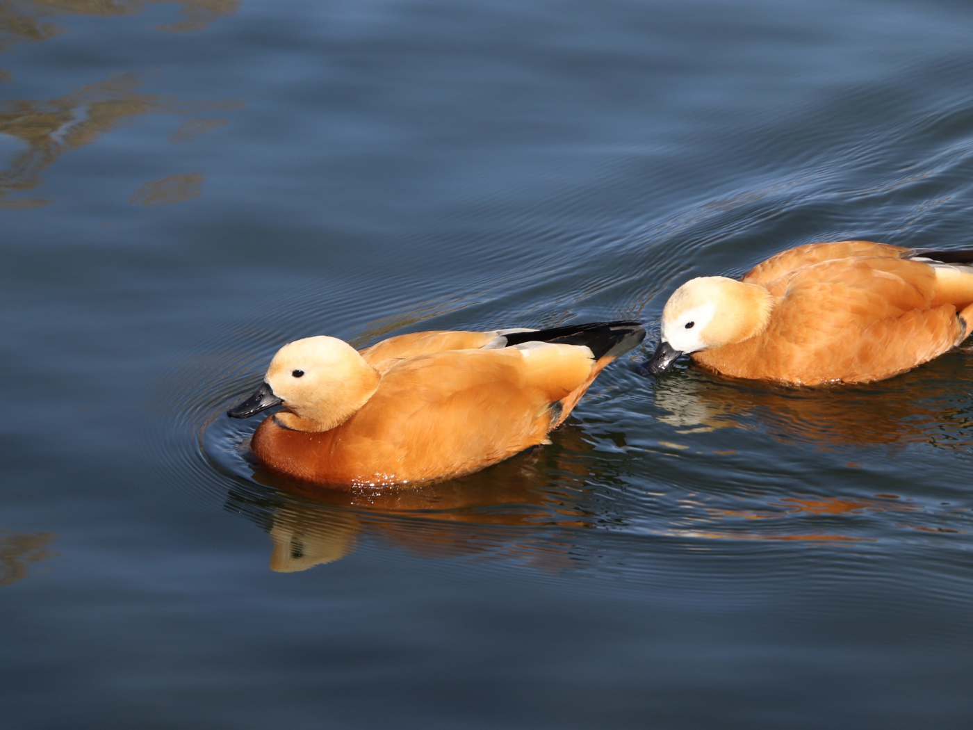 Две коричневые утки плавают в воде 
