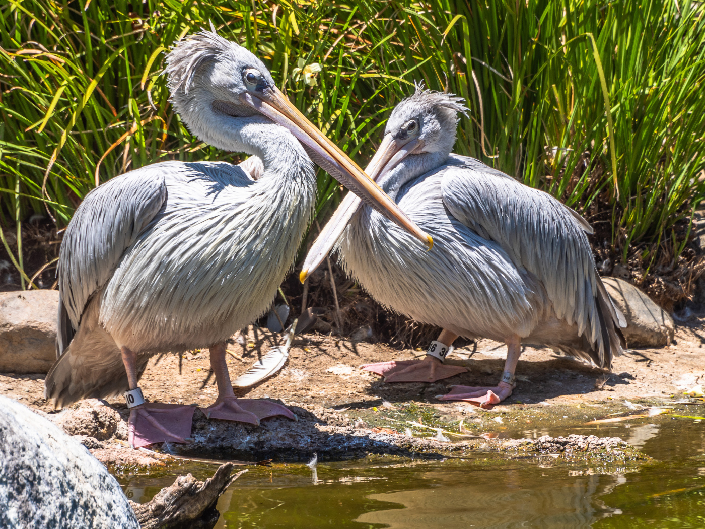 Два больших серых пеликана у воды 