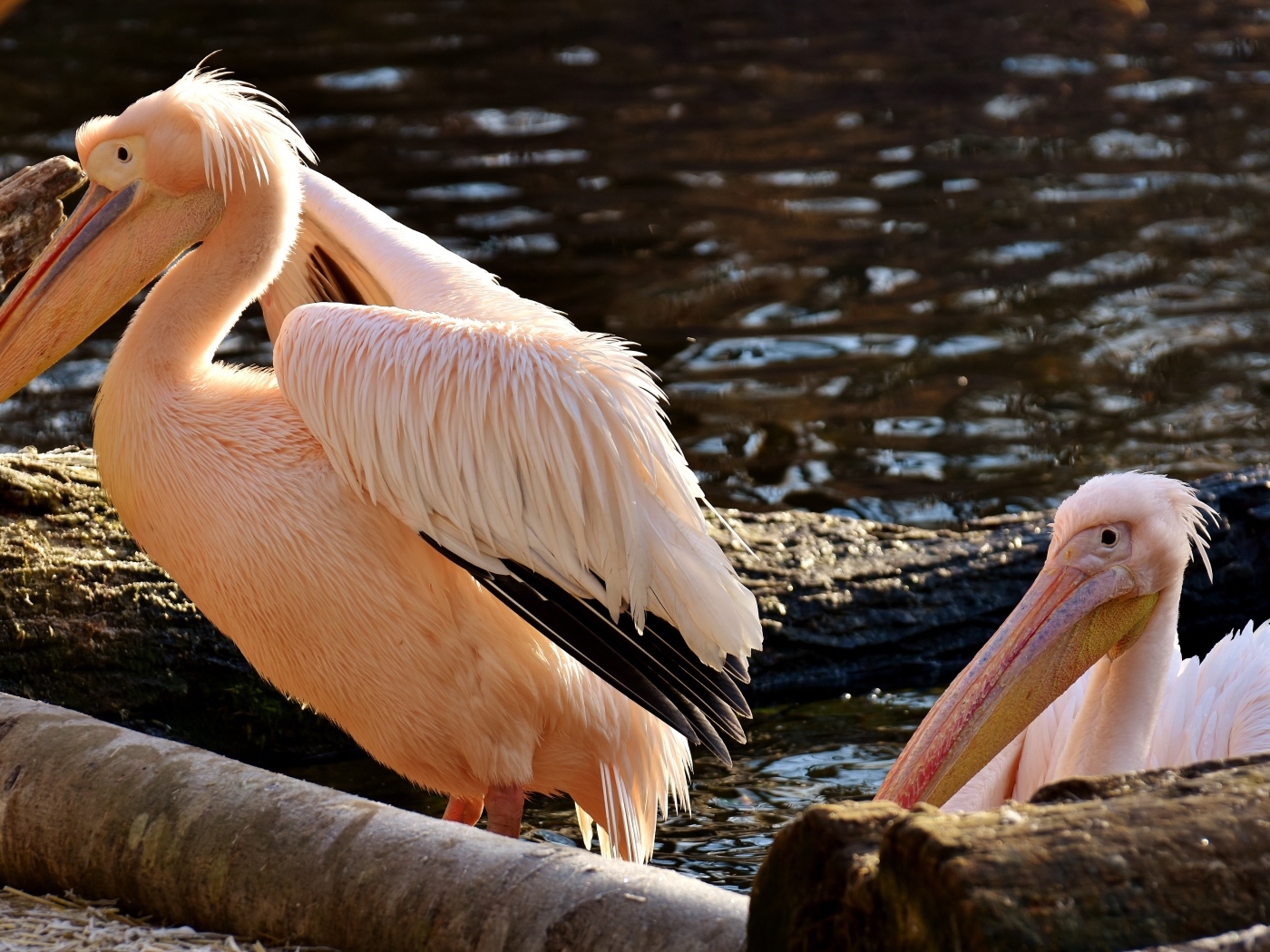 Два розовых пеликана у воды