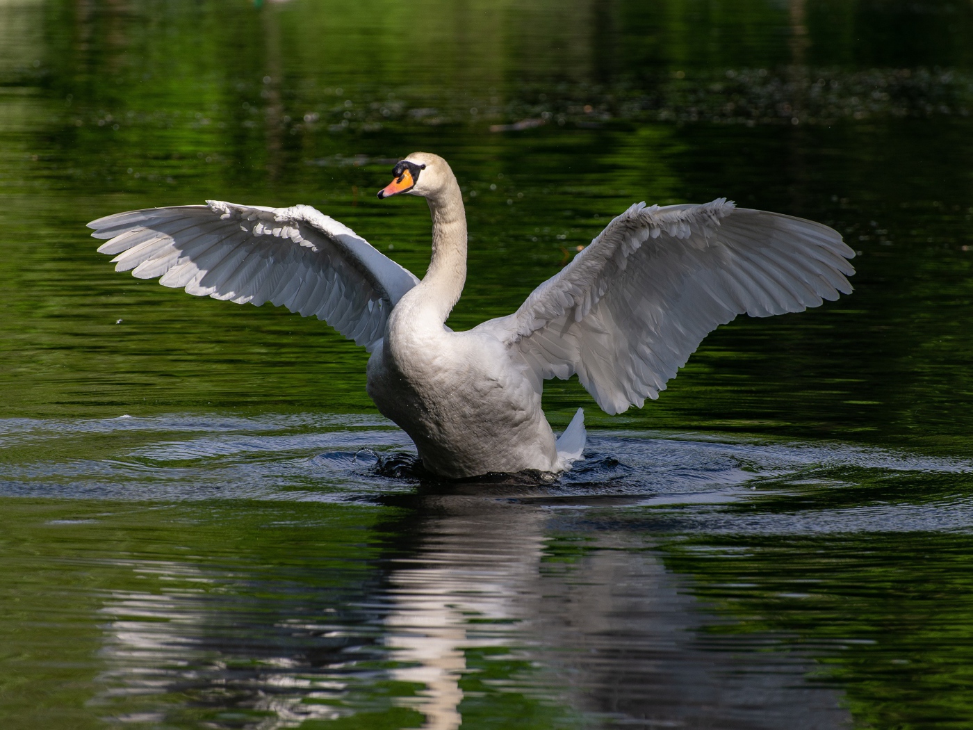 Белый лебедь взлетает с воды 