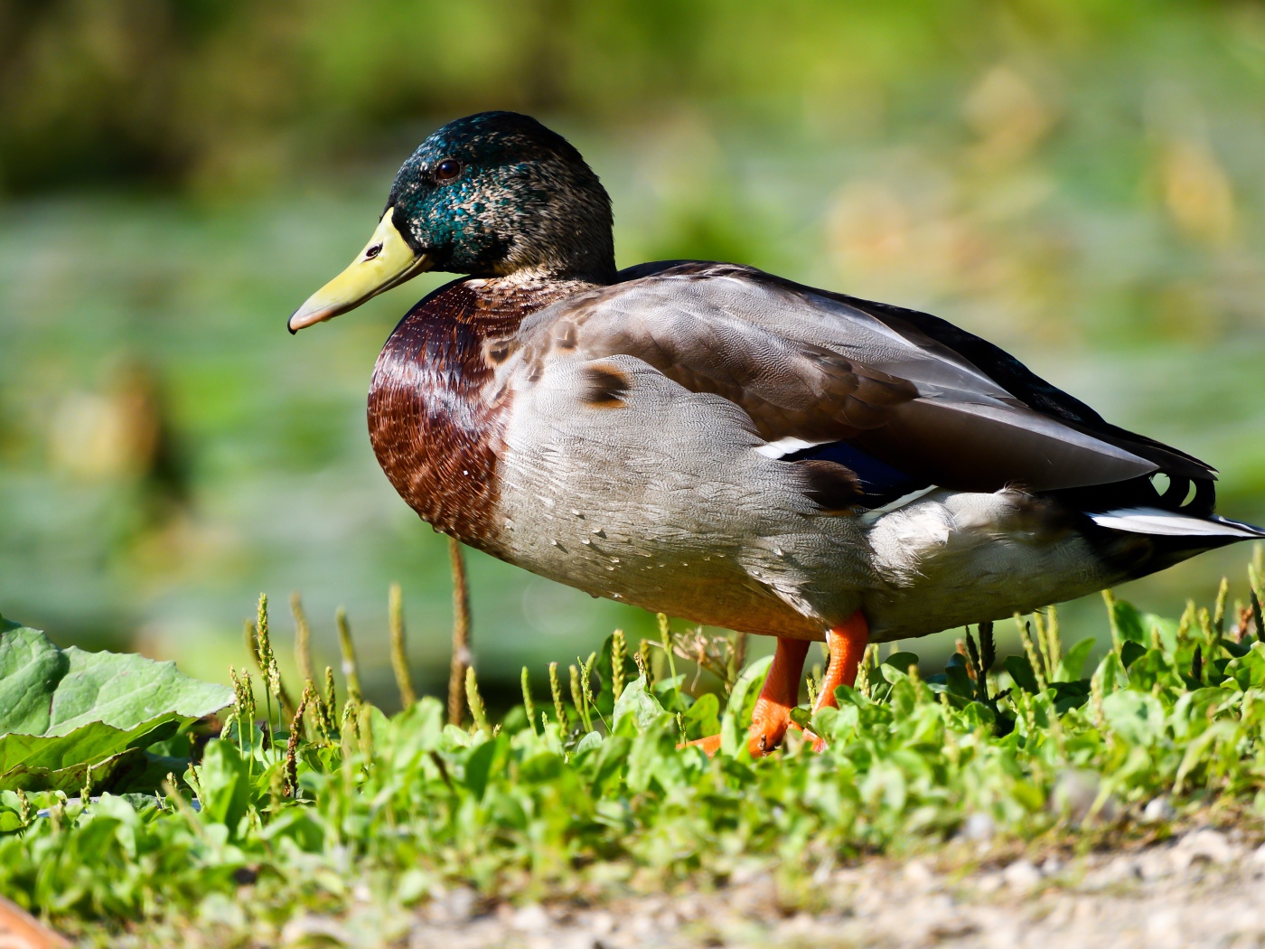 Дикий селезень на траве в лучах солнца
