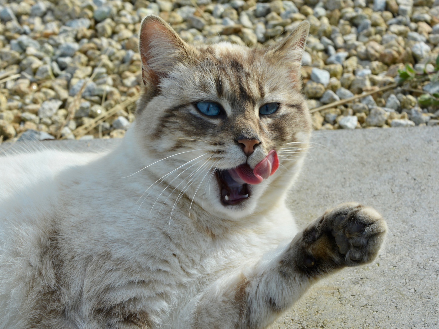 Красивая голубоглазая кошка облизывается 