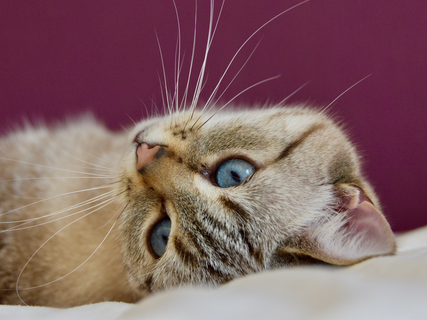 Красивая голубоглазая кошка лежит на кровати