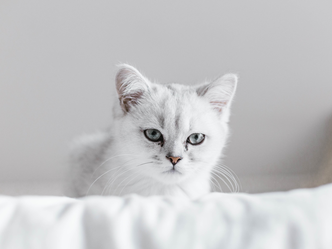 Красивый породистый котенок на кровати 