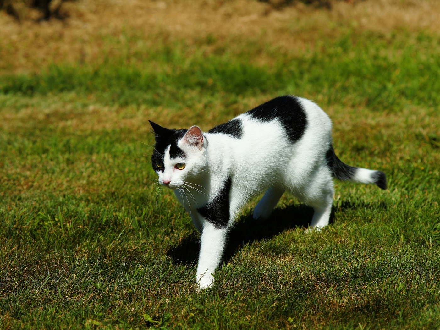Черно-белая кошка идет по зеленой траве 