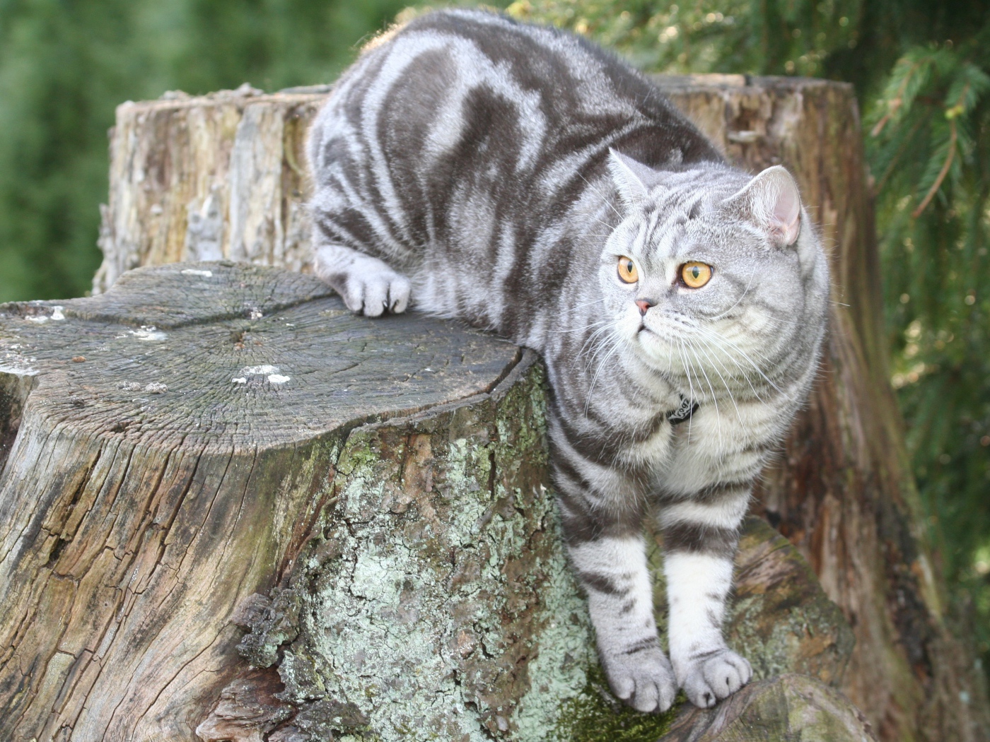 Полосатый британский кот сидит на пне 