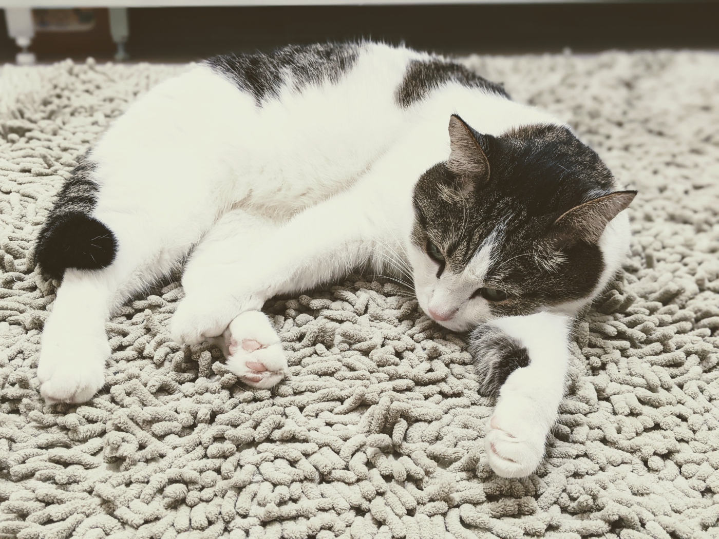 Домашняя кошка лежит на покрывале