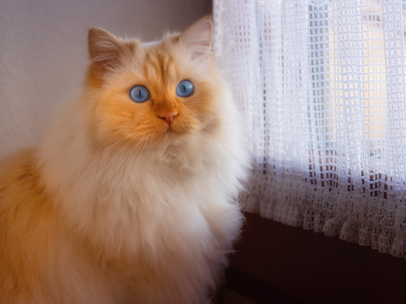 Пушистая голубоглазая кошка сидит у окна 