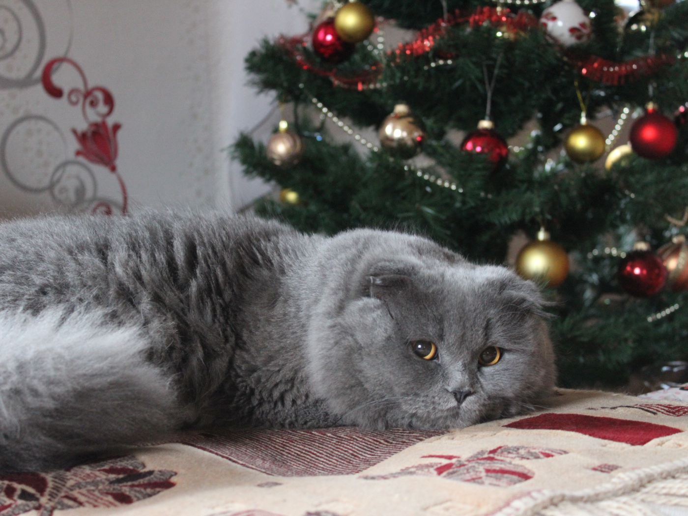 Пушистый британский кот под елкой на новый год 
