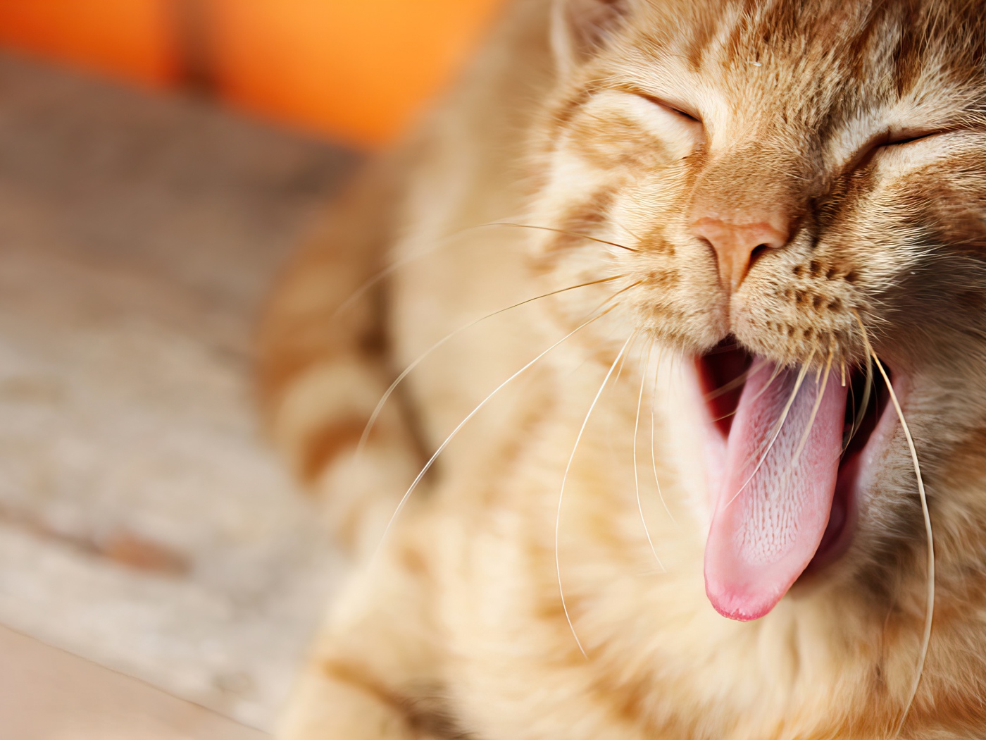 Забавный зевающий рыжий кот с высунутым языком
