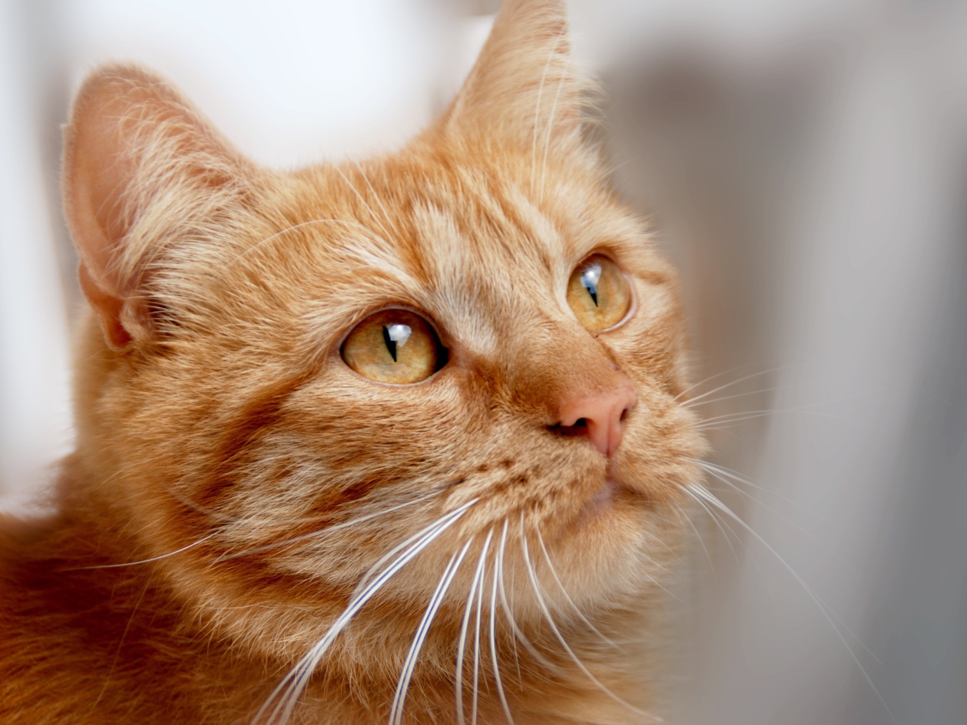 Рыжий кот с оранжевыми глазами 