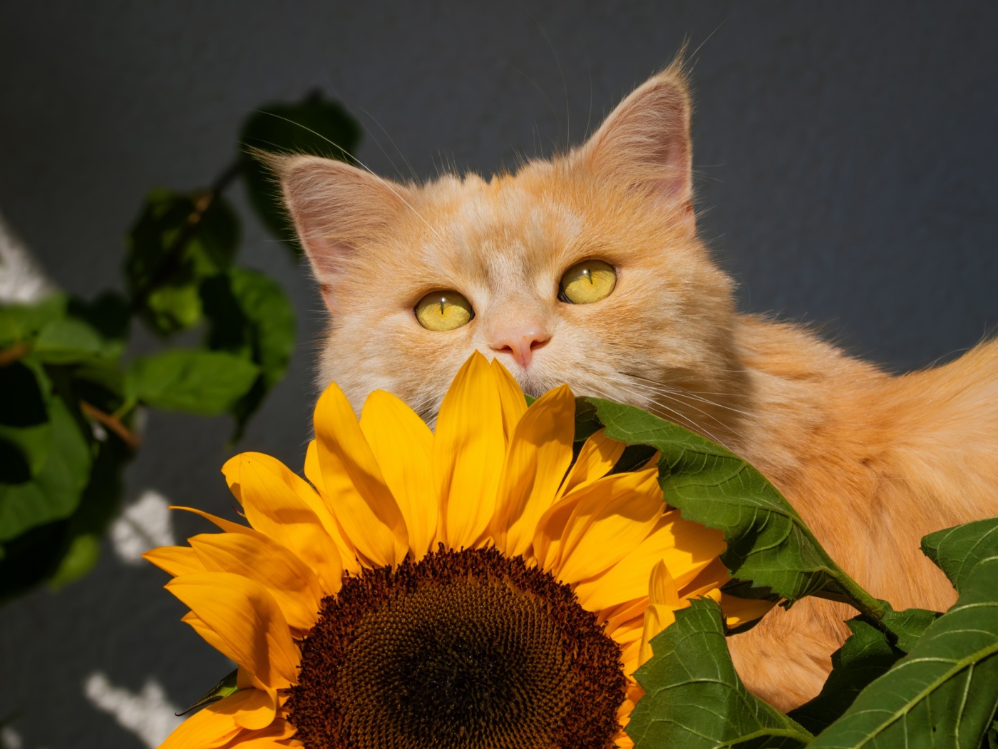 Рыжий кот с цветком подсолнуха на сером фоне 
