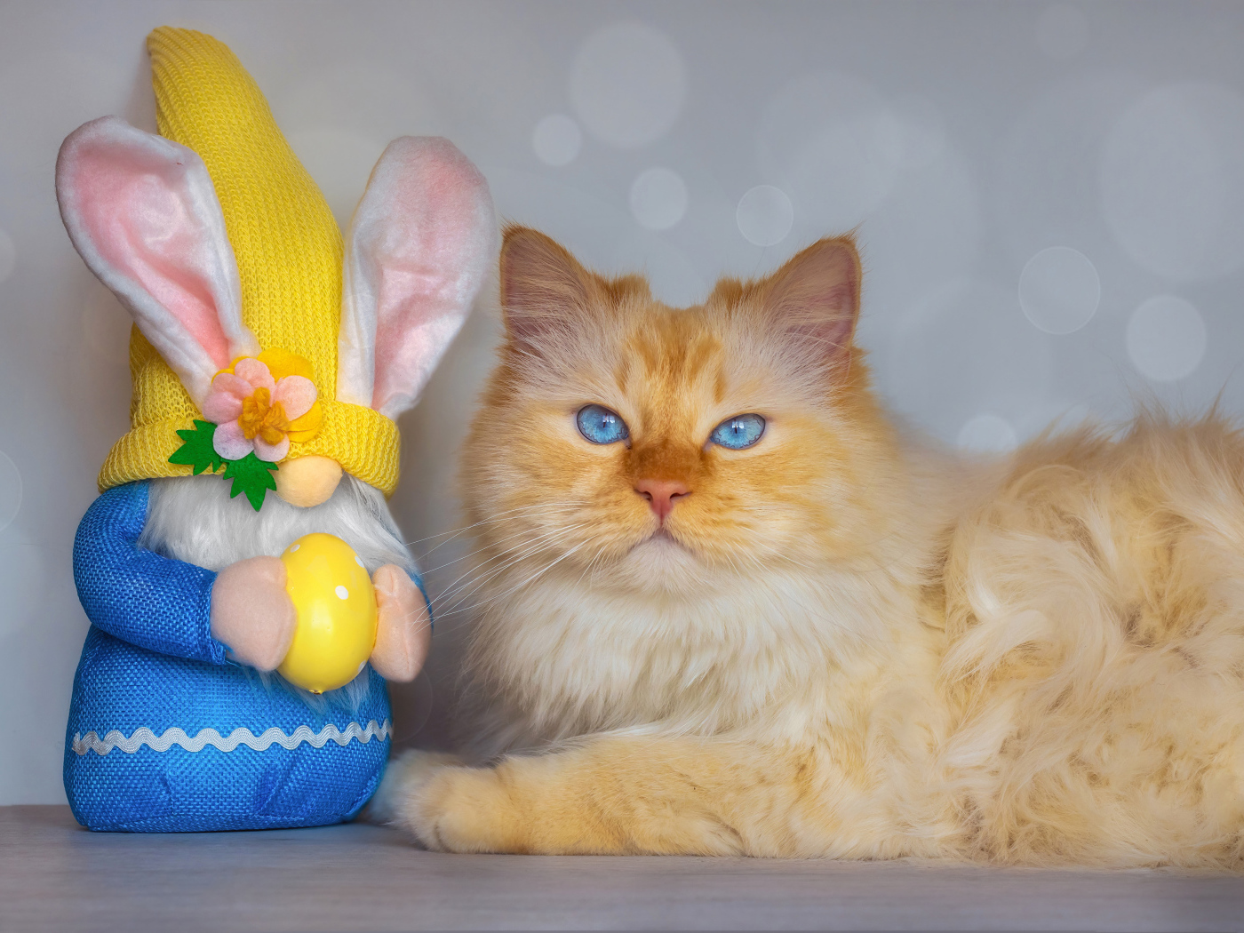 Рыжий кот с игрушечным гномом 