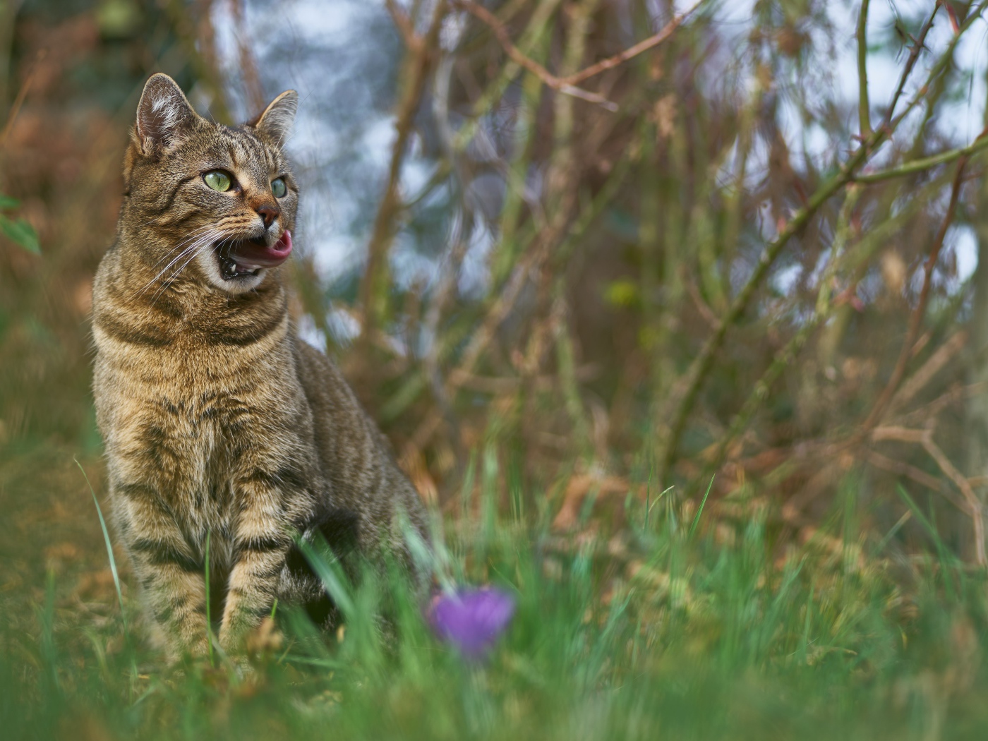 Серый кот сидит в зеленой траве 