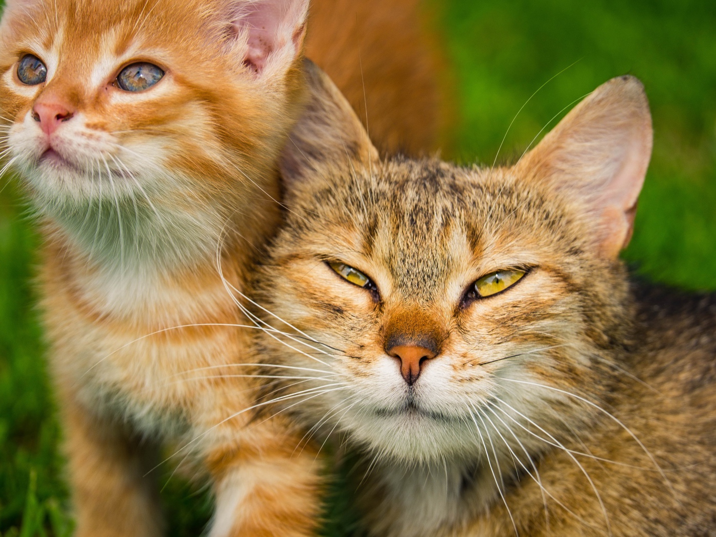 Серая кошка с рыжим котенком