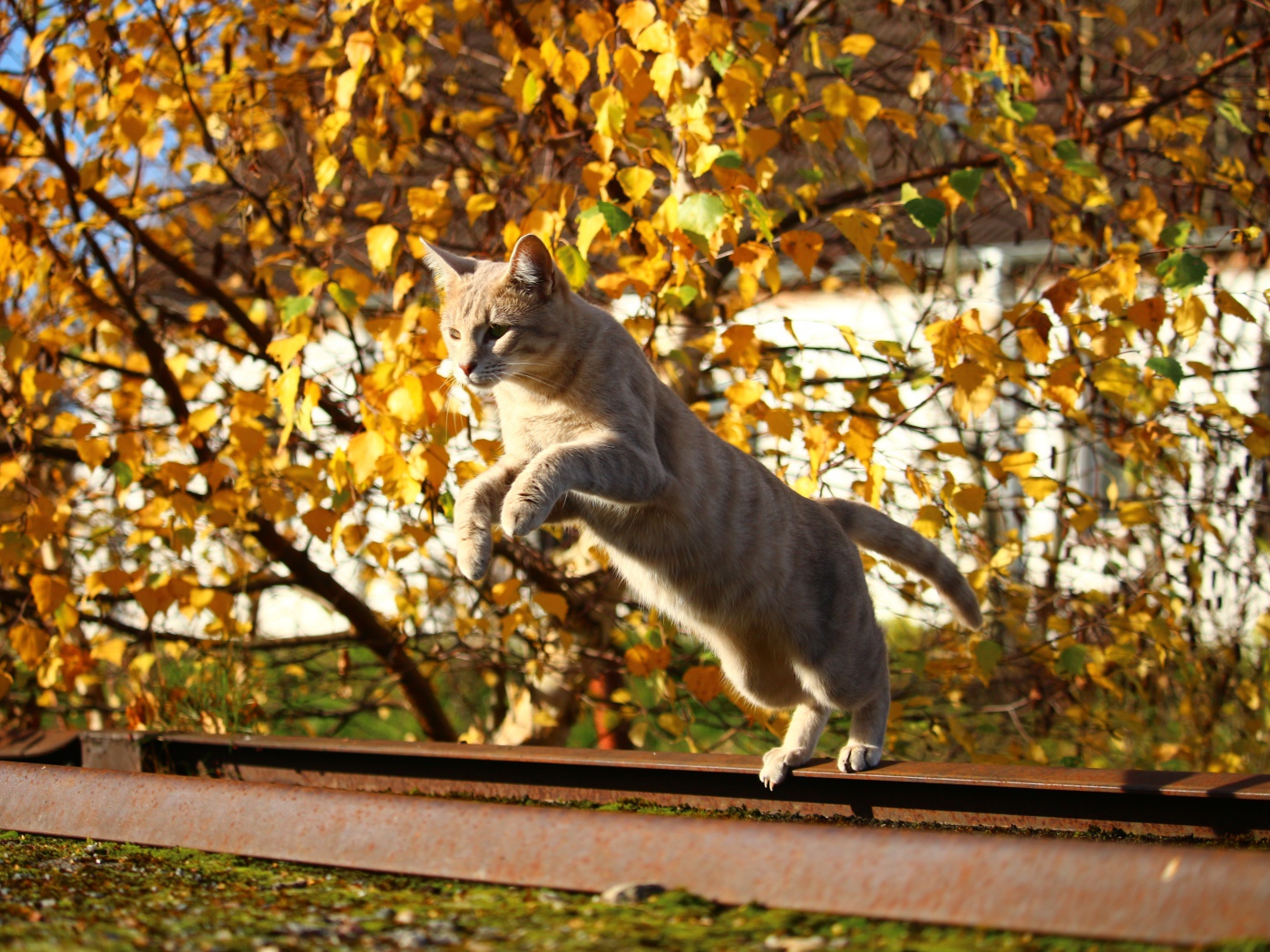 Прыжок рыжего кота на улице осенью 