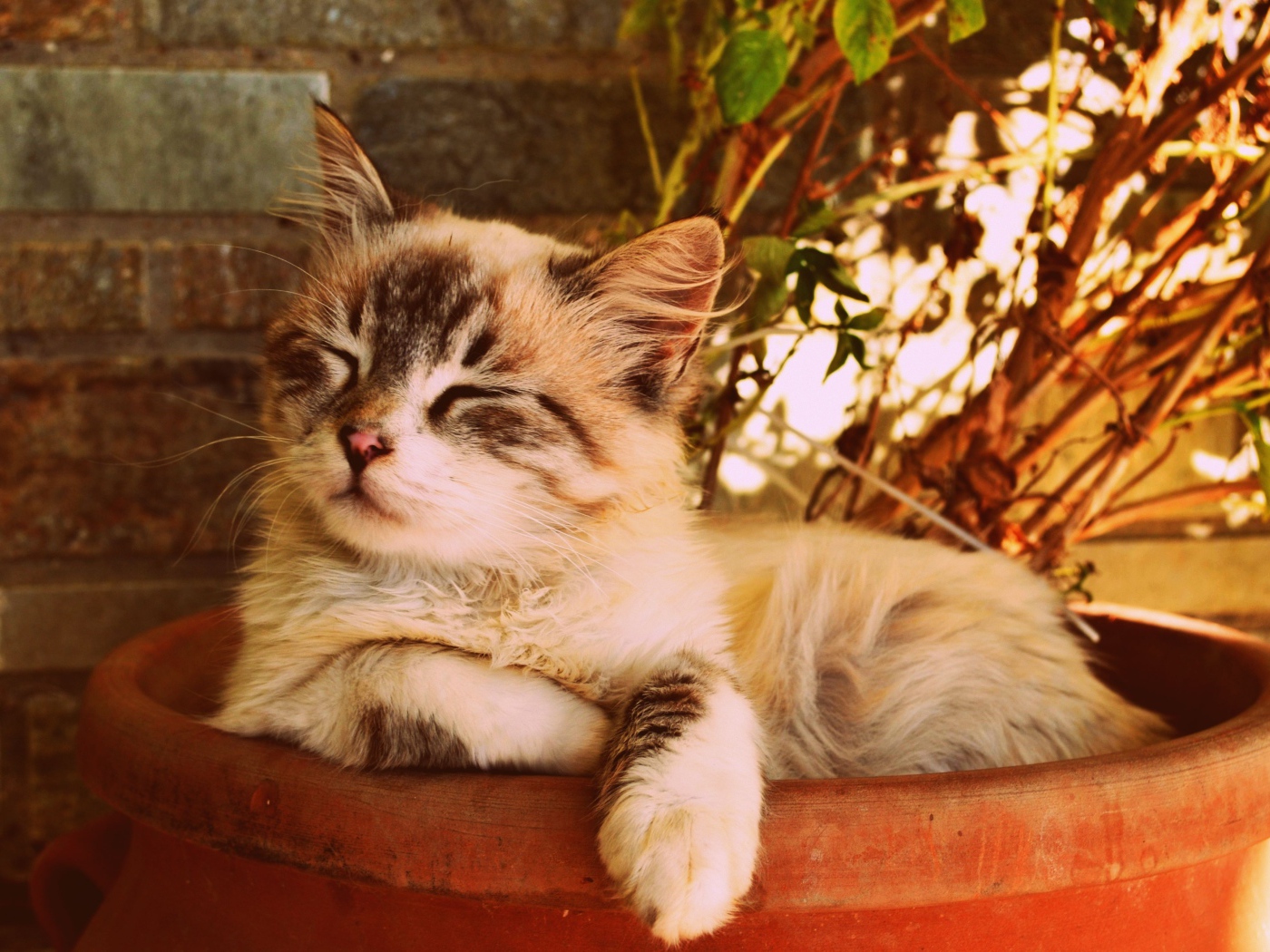Котенок спит в горшке с цветком