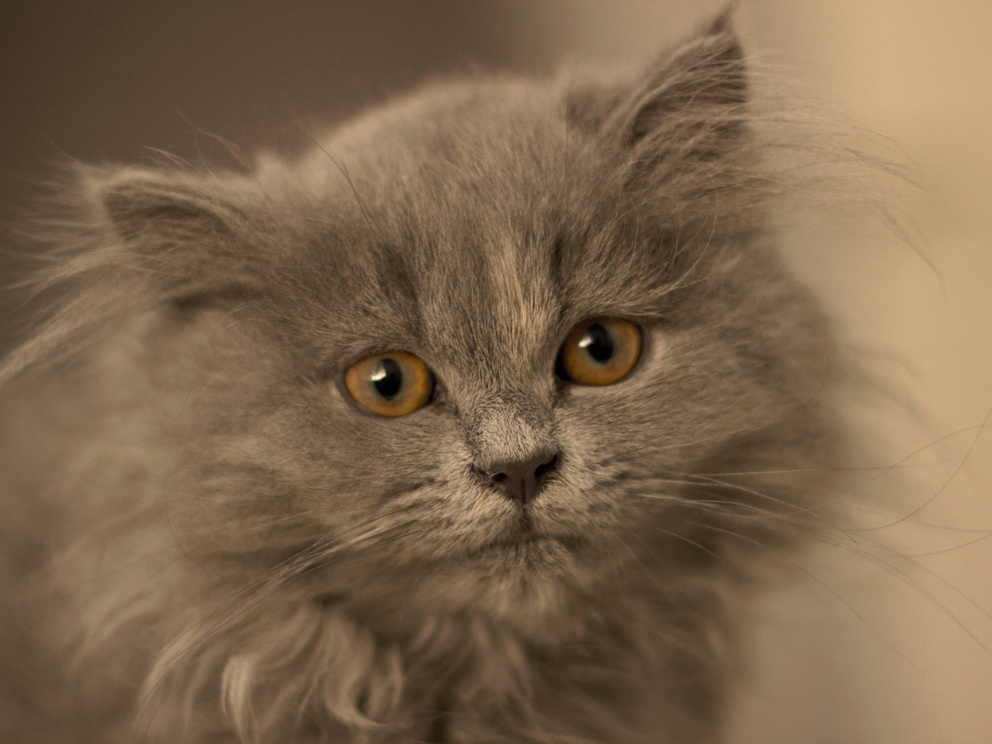 Маленький пушистый пепельный котенок крупным планом