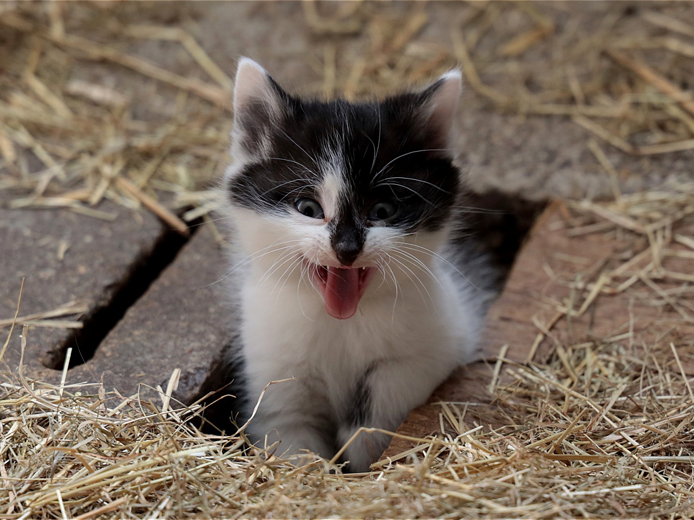 Маленький смешной черно- белый котенок зевает 