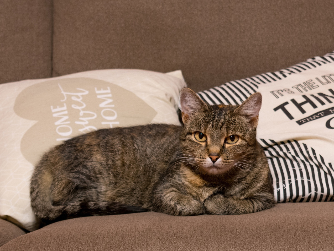 Серьезный серый домашний  кот лежит на диване