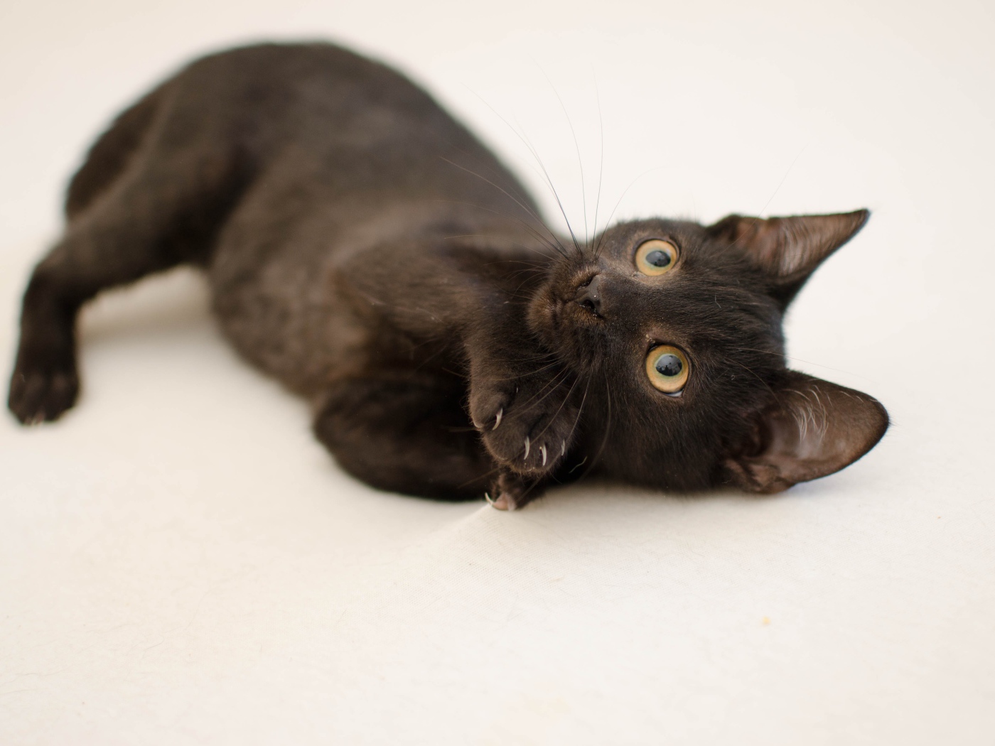 Маленький черный котенок с желтыми глазами на сером фоне