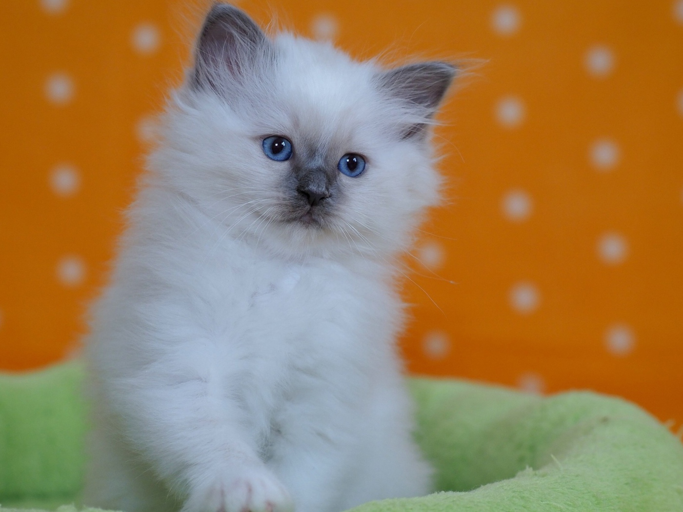 Маленький породистый котенок с голубыми глазами на лежанке