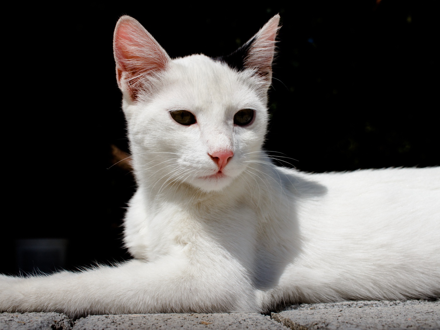 Белый кот спит на камнях на черном фоне