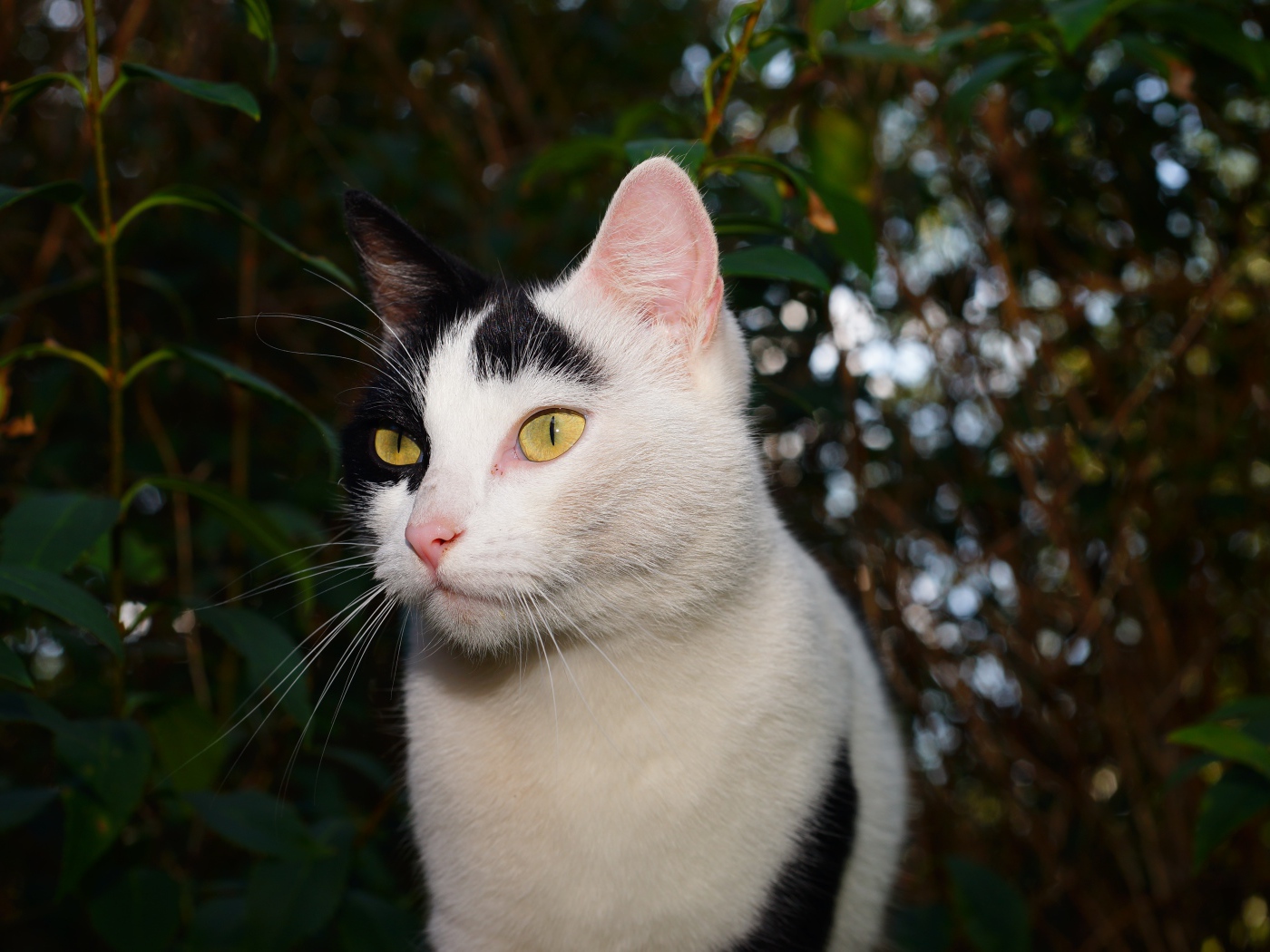 Белый с черными пятнами кот в саду