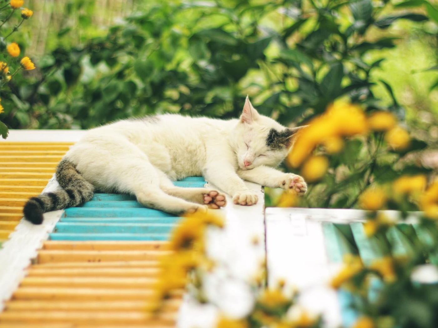 Белый с серыми пятнами кот спит на крыше 