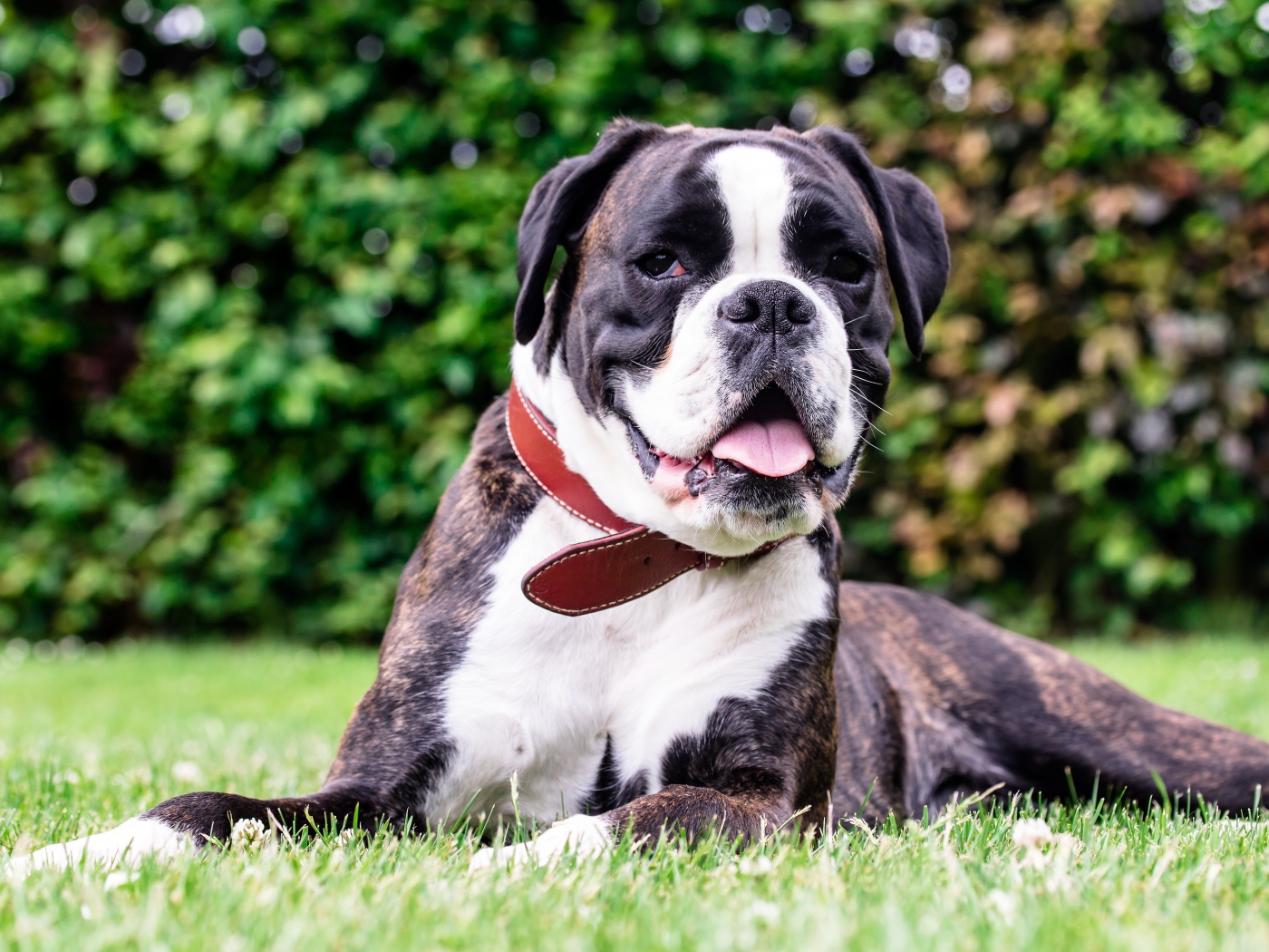 Большой боксер с открытой пастью лежит на траве