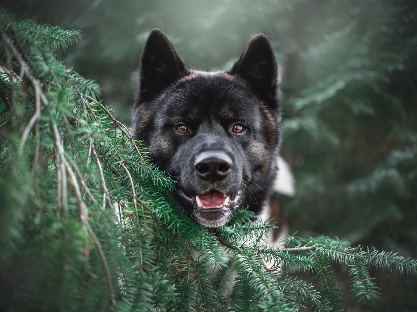 Собака породы акита ину прячется за веткой ели