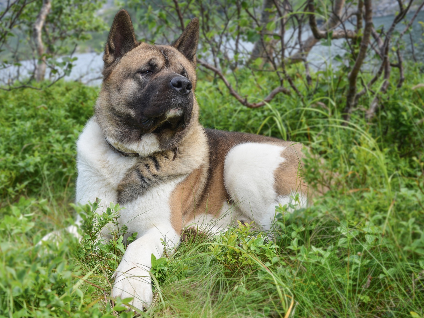 Американская акита лежит на траве