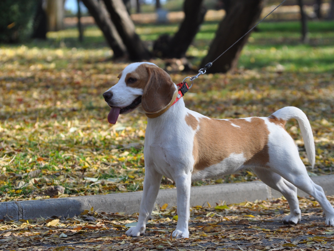 Красивый пес  породы бигль в парке 