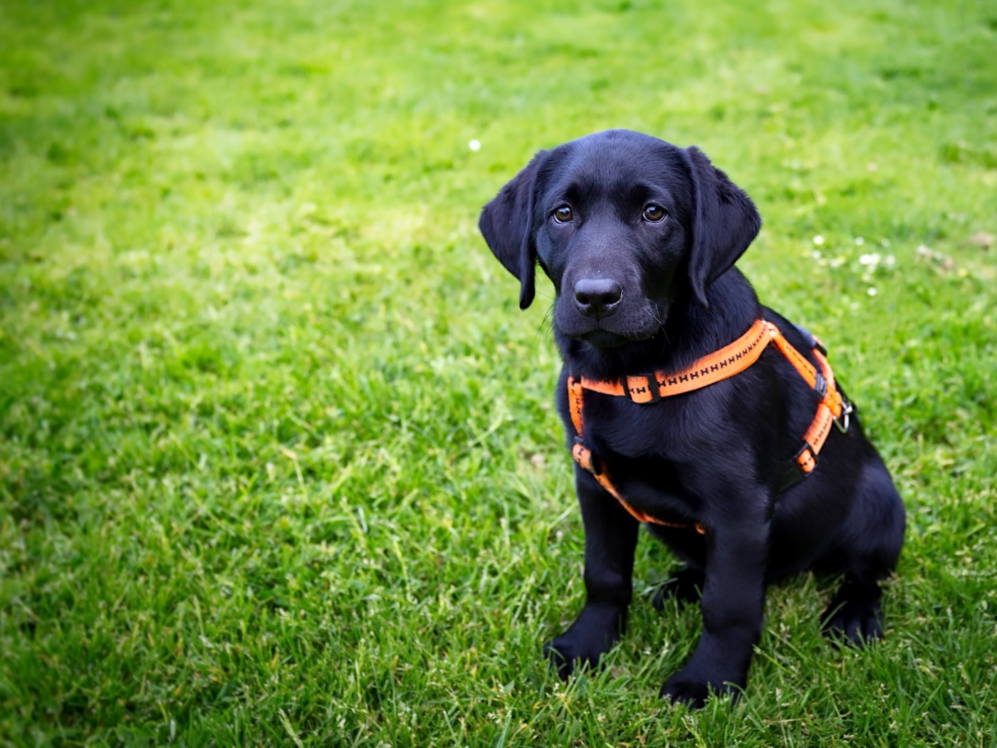 Большой черный лабрадор сидит на зеленой траве 