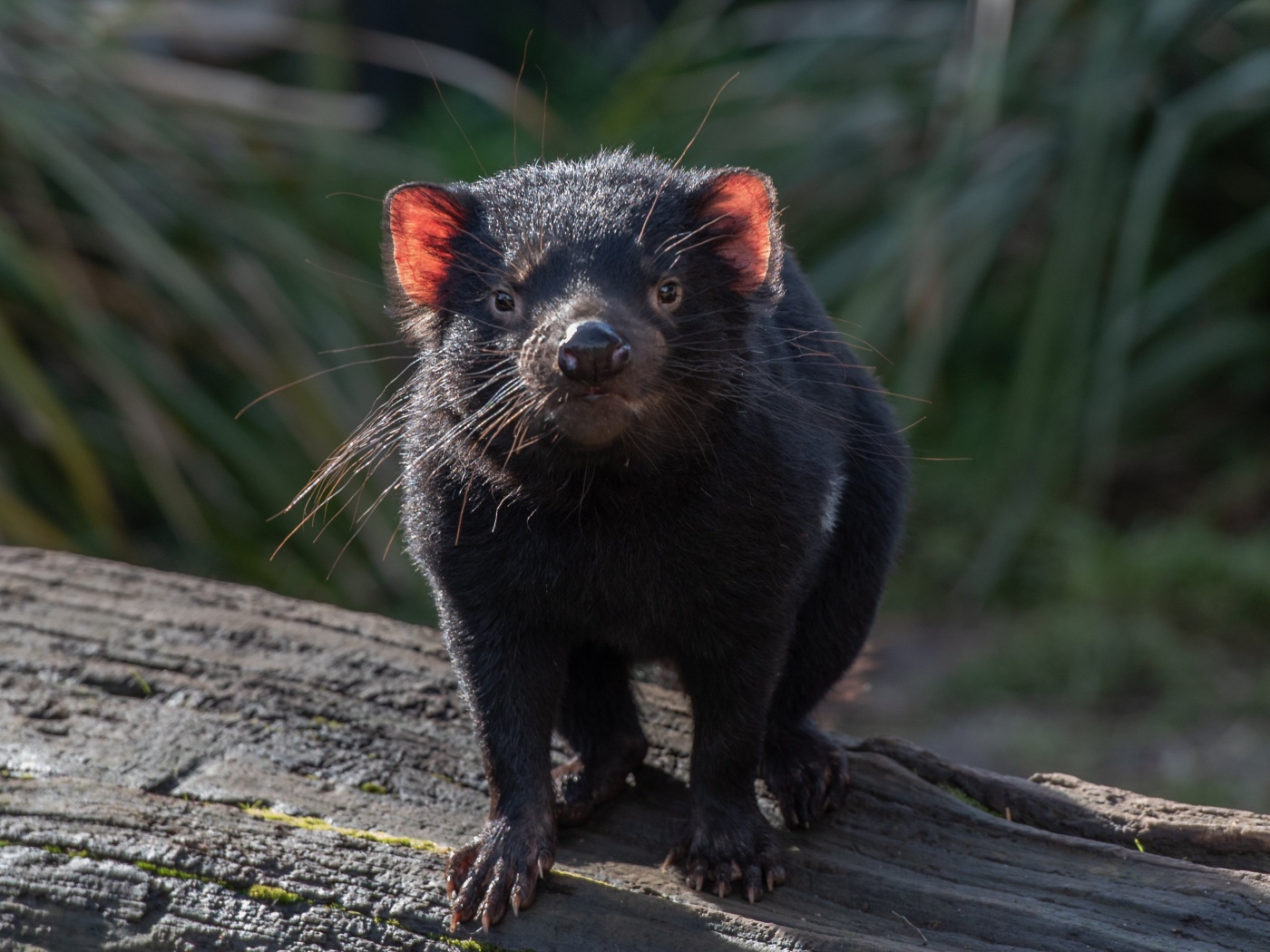 Черный тасманийский дьявол стоит на дереве 