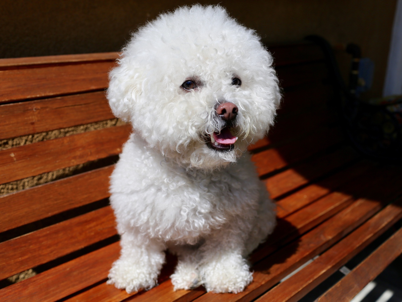 Пушистый белый щенок пуделя сидит на лавке
