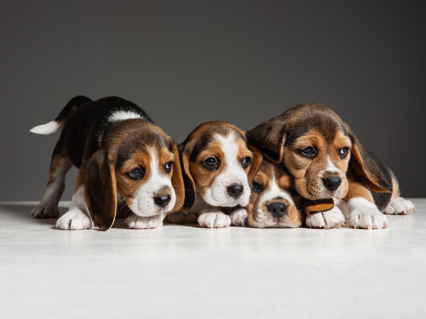 Четыре щенка бигля на сером фоне 