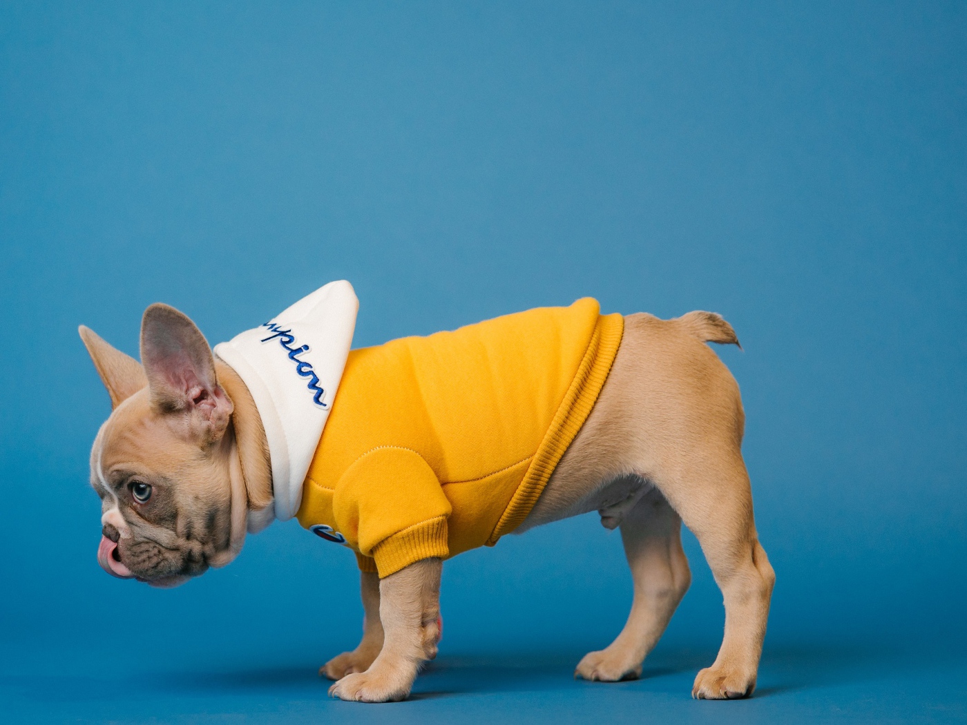 Французский бульдог в костюме на голубом фоне