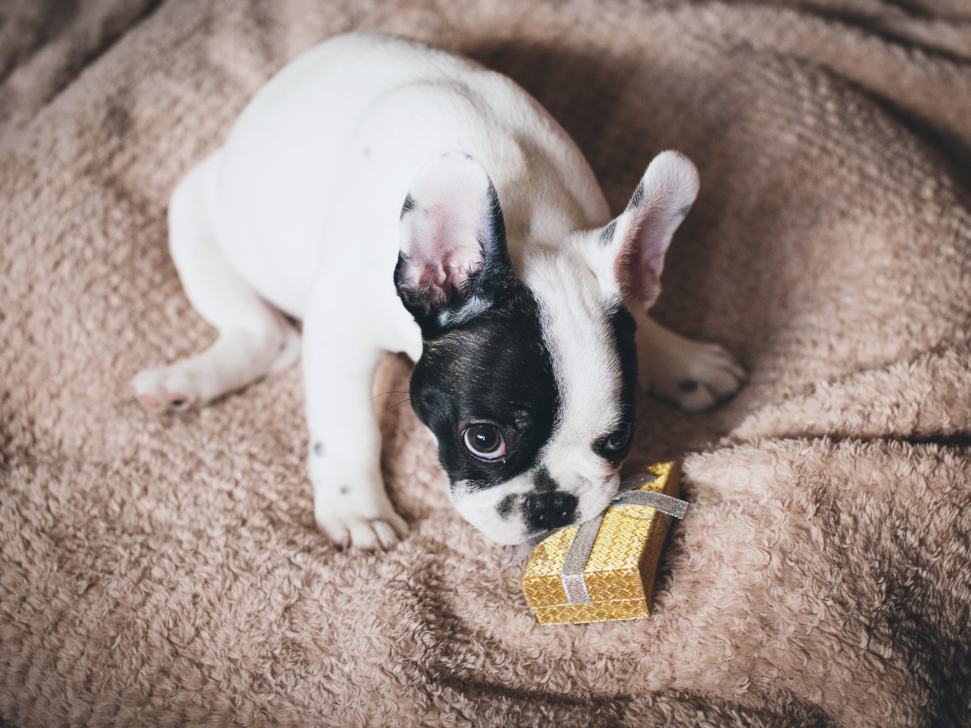 Французский бульдог с подарком на кровати 