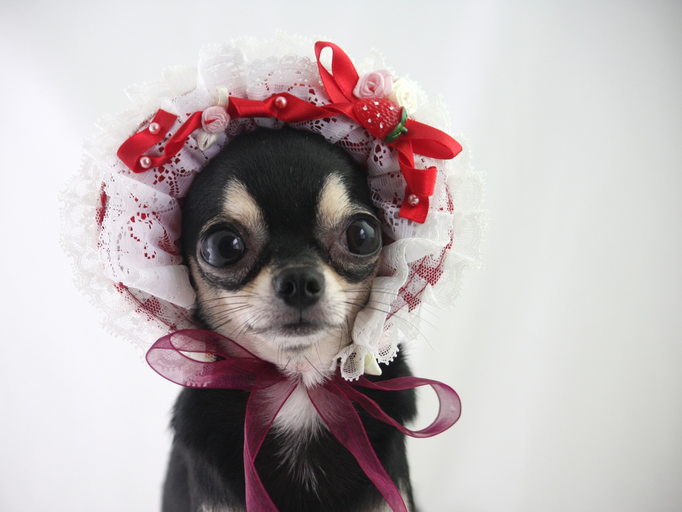 Смешная собака породы чихуахуа в шапке 