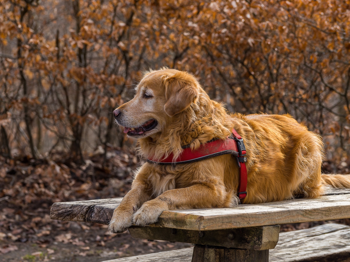 Золотистый ретривер с высунутым языком лежит на столе 