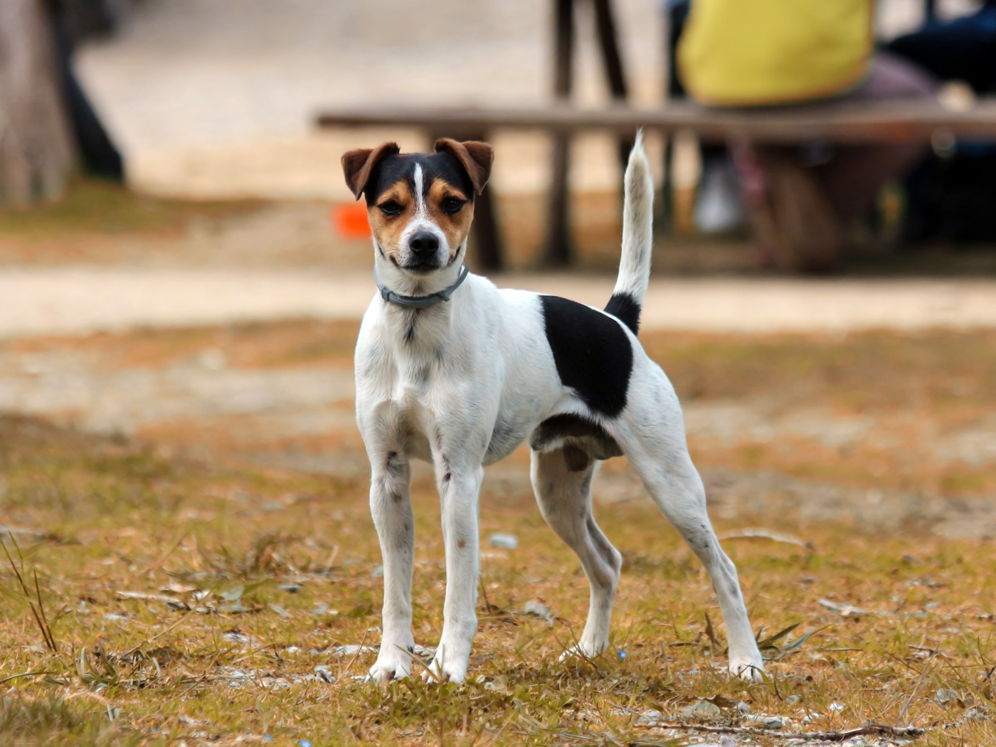Джек рассел терьер стоит на траве