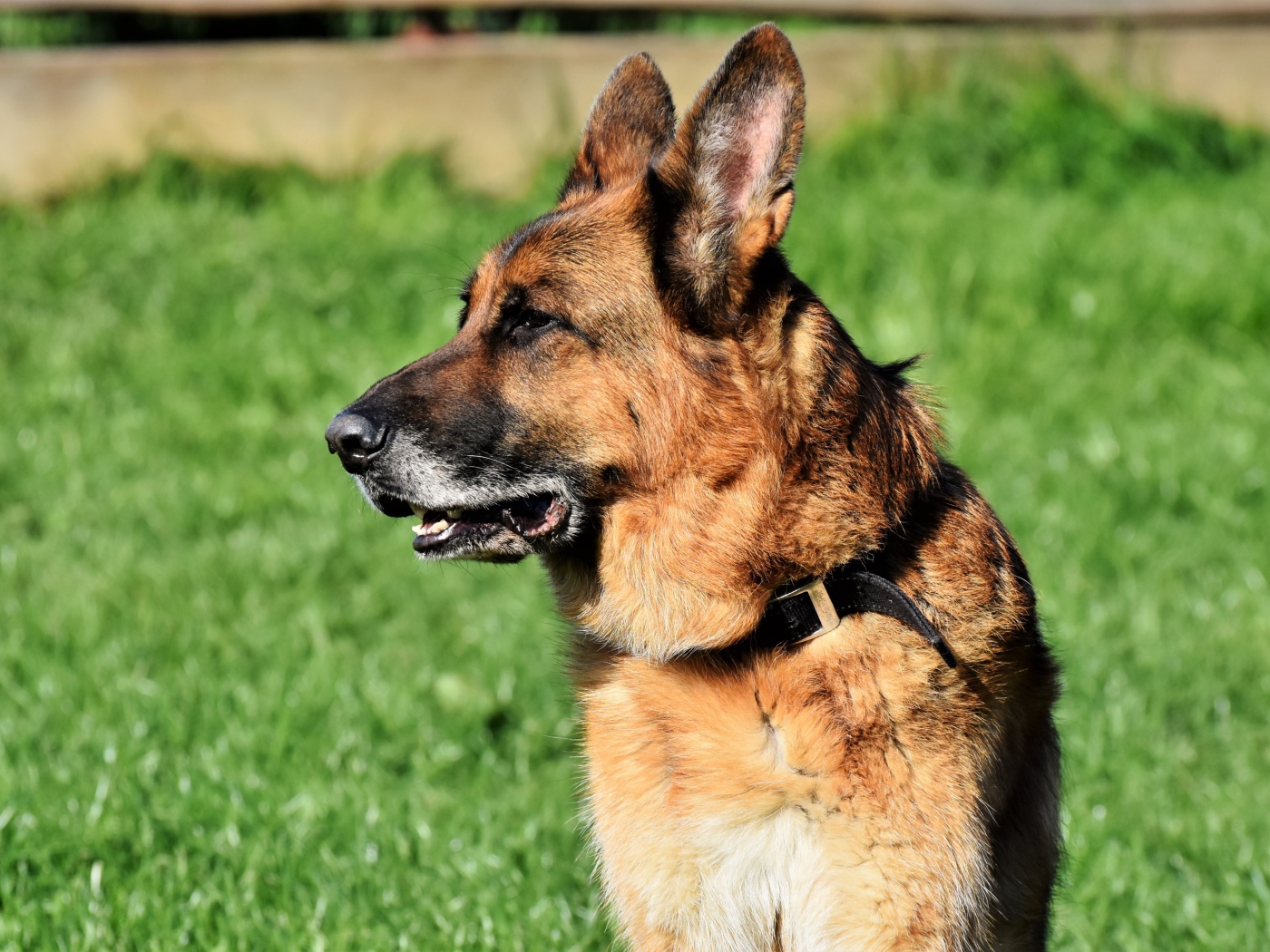 Большая овчарка с открытой пастью сидит на траве 