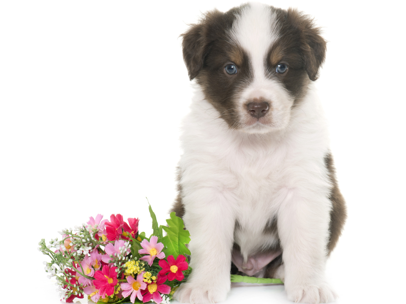 Маленький щенок австралийской овчарки с цветами на белом фоне 