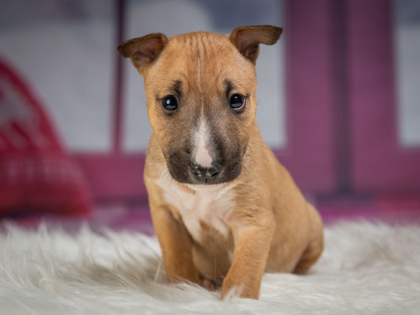 Маленький забавный щенок сидит на меховой подстилке 