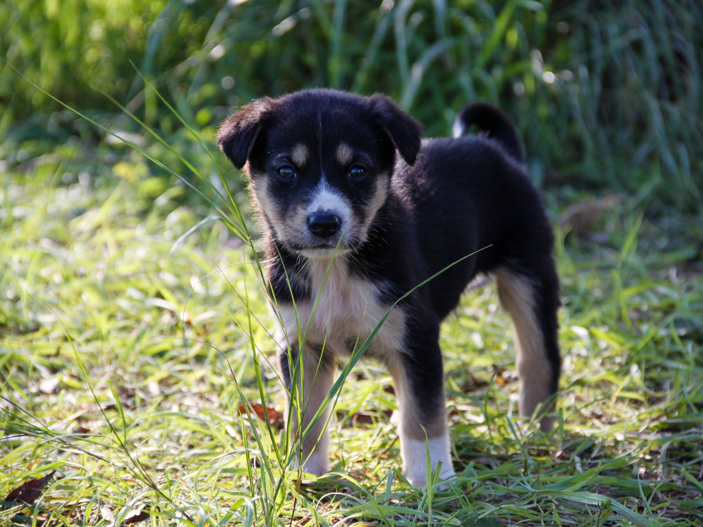 Маленький щенок стоит на зеленой траве