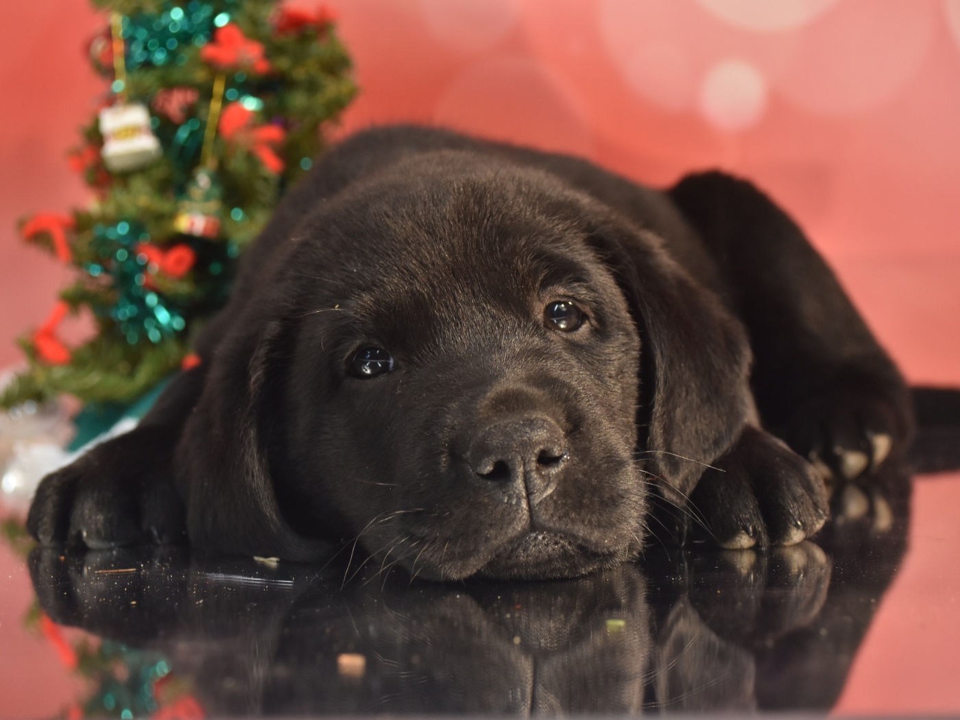 Маленький грустный черный щенок ретривера на розовом фоне
